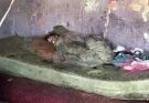 As you can see😱😭This is how they found a girl in inhumane conditions, neighbors say why… check 1st comment