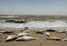 Deadly heat wave could produce mass marine die-off along Pacific Coast